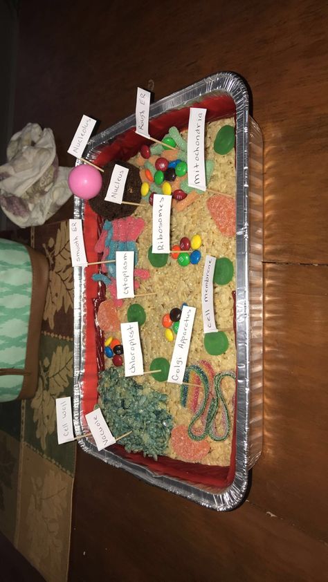 Plant cell project edible Edible Plant Cell, 3d Plant Cell, Plant Cell Project, Cell Model Project, Plant Cell Model, Cell Project, Flower Anatomy, Cells Project, Cell Model