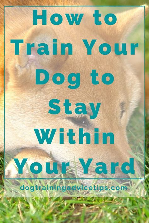 How To Train Dogs, Dog Remedies, Easiest Dogs To Train, Basic Dog Training, Dog Behavior Problems, Dog Training Advice, Dog Brain, Dog Info, Train Your Dog