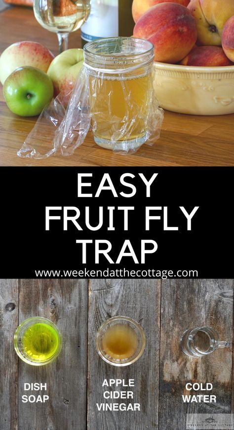 Apple Cider Vinegar Gnat Trap, Gnat Traps Homemade, Fruit Fly Remedy, Diy Gnat Trap Vinegar, Fruit Fly Traps Homemade Diy, Catching Fruit Flies, Fruit Flies Get Rid Of Vinegar, Natural Fruit Fly Trap, Home Remedy For Fruit Flies