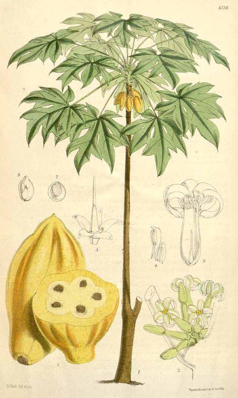 3605 Carica candamarcensis Hook.f. / Curtis’s Botanical Magazine, t. 6140-6205, vol. 101 [ser. 3, vol. 31]: t. 6198 (1875) [W.H. Fitch] Papaya Tree, Art Placement, Tree Drawings Pencil, Tree Plan, Tree Sketches, John James Audubon, Art Antique, Tree Drawing, Old Book