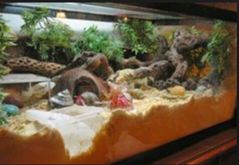 20 gallon crabitat setup Hermit Crab Climbing Ideas, Diy Hermit Crab Habitat Tanks, Hermit Crab Tank Ideas, Hermit Crab Enclosure, Crab Terrarium, Hermit Crab Habitat Ideas, Crabitat Ideas, Hermit Crab Cage, Reptile Tanks