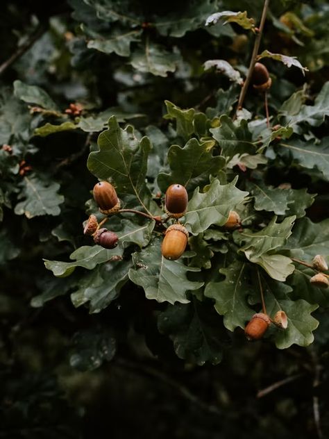 Annie Spratt, Ivy House, Tree Seeds, Fall Feels, Autumn Aesthetic, Belleza Natural, Autumn Inspiration, Autumn Day, Fall Vibes