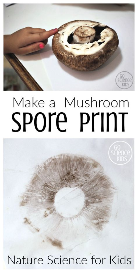 How to make cool mushroom spore prints! Fun nature science for kids, and a great way to learn about fungi biology. – Go Science Kids  #mushroom #sporeprint #biologyforkids #naturescience #natureactivities #scienceathome #learnathome Spore Prints How To Make, Mushroom Unit Study, Mushroom Activities For Preschool, Mushroom Activities, Mushroom Activity, Mushroom Spore Print, Spore Prints, Homeschool Goals, Spore Print