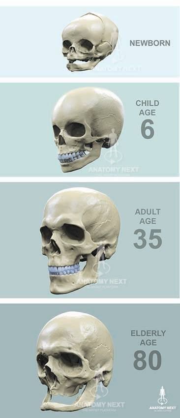 By looking at the different pictures and their corresponding ages, one can clearly notice the ways Anthropologist can identify if a skeleton belongs to an adult or to a sub-adult.  A baby's skull has fontanelles which are the fissures in the skull that have not closed yet. The six year old still needs to develop more prominent maxillary and jaw bones. The elder has clearly lost all teeth. Cool Things Under A Microscope, Human Skull Anatomy, Human Anatomy Reference, Anatomy Bones, Skull Anatomy, Head Anatomy, Skull Reference, Skeleton Anatomy, Male Figure Drawing