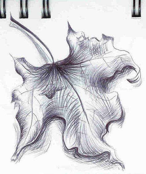 Pencil Shading Drawings | Reference | Wherold14's Blog Drawing Leaves, Biro Drawing, Biro Art, Leaves Sketch, Art Alevel, Observational Drawing, Contour Drawing, Cross Hatching, Leaf Drawing