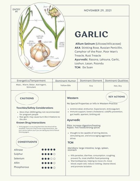 Herbal properties breakdown of garlic (allium sativum) Herbalism Notes, Garlic Properties, Garlic Magical Properties, Herbal Materia Medica Template, Botanist Aesthetic, Herbal Journal, Herbal Monographs, Herbal Properties, Medicinal Herb Journal