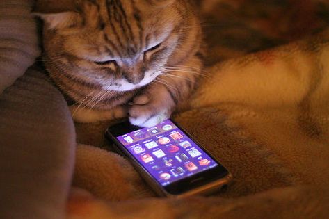 26 Cats Who Didn't Stick To Their New Year's Resolutions: The cat who told herself she'd stop obsessing over which apps to download. Cat People, Cat Person, I Phone, Crazy Cat Lady, Crazy Cats, Cat Love, Cat Memes, A Cat, E Commerce