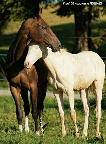 Horses Together, Different Horse Breeds, Akhal Teke Horses, Akhal Teke, Most Beautiful Horses, Most Beautiful Animals, All The Pretty Horses, White Horses, Cute Horses