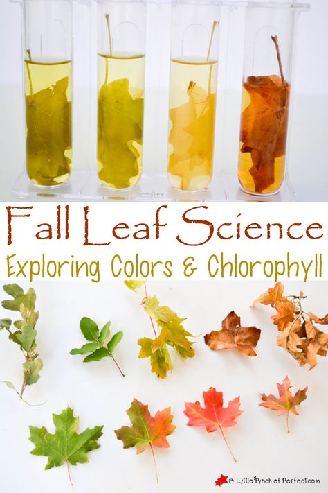 Fall Leaf Science, Leaf Science, Vetenskapliga Experiment, Fall Science, Kid Science, Science Tools, Tree Study, Kid Experiments, Easy Science Experiments