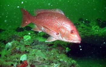 Northern Red Snapper Red Snapper Fish, Snapper Fish, Artificial Reef, Salt Water Fish, Red Snapper, Shark Fin, Catching Fish, Crustaceans, Marine Mammals