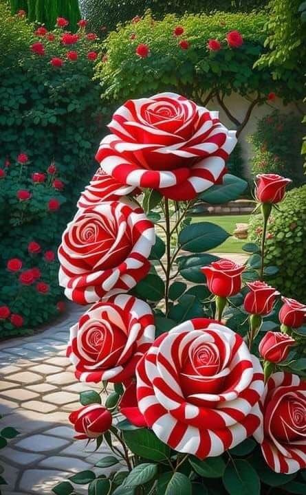 Your Magical Colors | Candy cane roses 🌹🌹🌹🌹 | Facebook Roses Only, Good Morning Flowers Rose, Rare Roses, Very Beautiful Flowers, Purple Flowers Wallpaper, Strange Flowers, Rose Flower Pictures, Beautiful Flowers Photos, Lovely Flowers Wallpaper