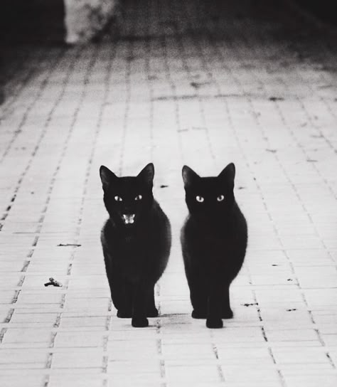 On The Ground, Black Cats, Black