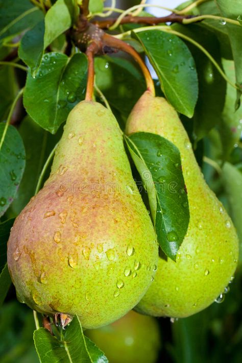 Pear Aesthetic, Pea Trellis, Growing Fruit Trees, Fruits Photos, Pear Fruit, Fruits Images, Fruit Photography, Beautiful Fruits, Pear Tree