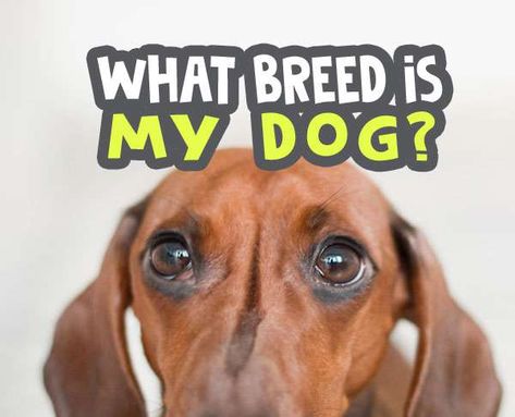 Start What breed is my dog quiz – Are you a dog lover or expert in identifying what kind of dog breed based on pictures? Well knowing more about our dog’s breed can help we understand everything from health, to why he freezes up anytime he sees a squirrel. As dog lovers, – you and I or may be many people – we all have our favorite breeds. Although you have favorite breeds, determining which is the most popular breed of all is an extremely difficult task. Now, We want to test... Dog Breed Quiz, Dog Quiz, Spirit Animal Quiz, Types Of Dogs Breeds, Dog Breed Names, Animal Quiz, What Kind Of Dog, Kinds Of Dogs, A Squirrel