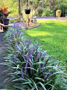 Monkey grass easy care plant Reka Bentuk Landskap, Monkey Grass, Cozy Garden, Garden Border, Border Ideas, Desain Lanskap, Easy Care Plants, Landscape Designs, Have Inspiration