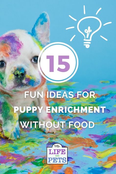 Non Food Dog Enrichment, Diy Puppy Enrichment Toys, Enrichment For Puppies, Puppy Entertainment Ideas, Diy Dog Puzzles Enrichment Activities, Puppy Enrichment Ideas, Dog Enrichment Ideas Brain Games, Puppy Activities, Puppy Enrichment