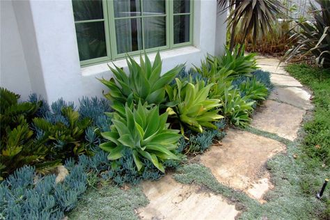 Drifts of Agave and Succulents Desert Landscape Front Yard, Landscape Front Yard, Texas Landscaping, Succulent Landscape Design, Florida Landscaping, Succulent Landscaping, Front Yard Design, Small Backyard Gardens, Front Landscaping