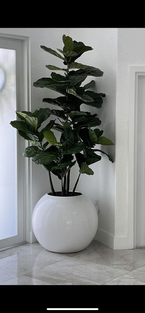 Room Flowers Decoration, Flower Vase Ideas, Flower Pots Indoor, Plants Living Room, Large Indoor Plants, Tanaman Indoor, Flower Home Decor, Potted Plants Outdoor, Living Room Plants