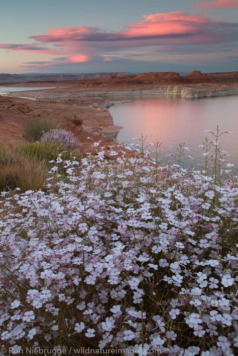 Wildflowers Aesthetic, Flower Valley, Nature Photographers, Wildflower Photo, Glen Canyon, Page Arizona, Lake Powell, Morning Sunrise, Flower Photography