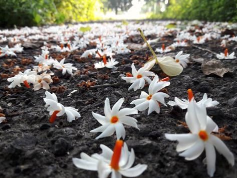 The Autumn Vistors - Night Jasmines: #MondayMusings #MondayBlogs Parijat Flower, Jasmine Tree, Popular Plants, Letting People Go, Art Of Letting Go, Watercolor Flowers Tutorial, Indian Flowers, Flowers Photography Wallpaper, Nothing But Flowers