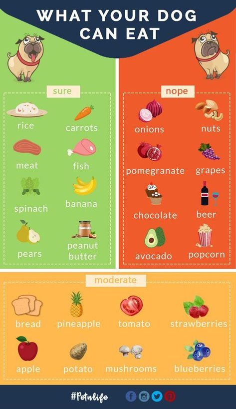 What Foods Can My Dog Eat? What Can My Dog Eat, What Dogs Cant Eat Chart, What Food Can Dogs Eat, Dog Foods They Can Eat, Health Dog Food Recipes, Foods That Dogs Can Eat, Food That Dogs Can Eat, What Foods Can Dogs Eat, What Can Dogs Eat And Not Eat