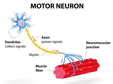 mind muscle connection motor neuron Neuron Structure And Function, Neuron Diagram, Neuron Structure, Anatomy Education, Cell Diagram, Science Diagrams, Cells Worksheet, Glial Cells, Body Diagram