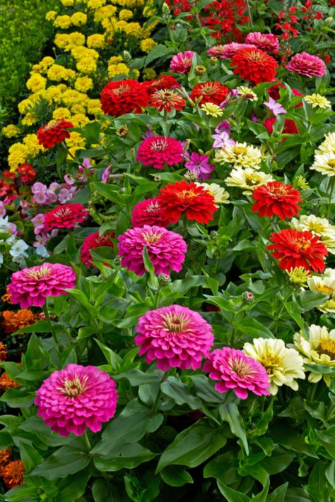 Zinnia Garden, Zinnia Flower, Zinnia Elegans, Zinnia Flowers, Aesthetic Garden, Garden Help, Garden Aesthetic, Dahlia Flower, Heirloom Seeds