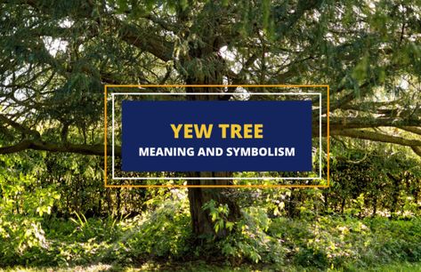 Yew Tree - Meaning and Symbolism - Symbol Sage Yew Shrub, Plant Symbolism, Tree Meanings, Tree Symbol, Yew Tree, Taxus Baccata, Palm Branch, Yew Wood, Sacred Tree