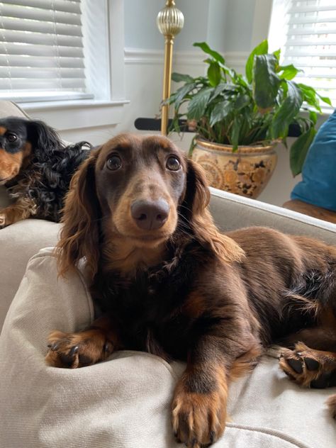 Chocolate Mini Dachshund, Long Hair Chocolate Dachshund, Chocolate And Cream Dachshund, Brown Sausage Dog, Chocolate Long Haired Dachshund, Mini Daushaund, Chocolate And Tan Dachshund, Brown Weiner Dog, Long Haired Weiner Dogs