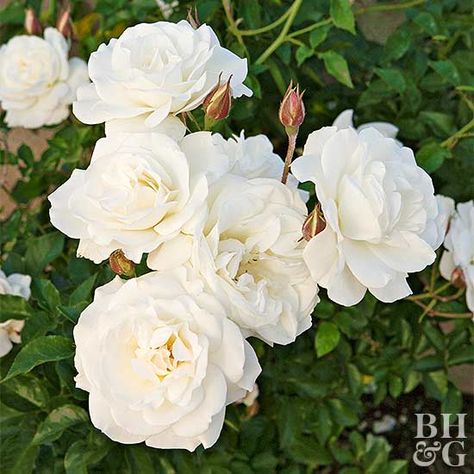 Miniature rose Best Roses, Rose Got, Hybrid Tea Rose, Rose Care, Rose Varieties, Simple Rose, Have Inspiration, Growing Roses, Hybrid Tea Roses