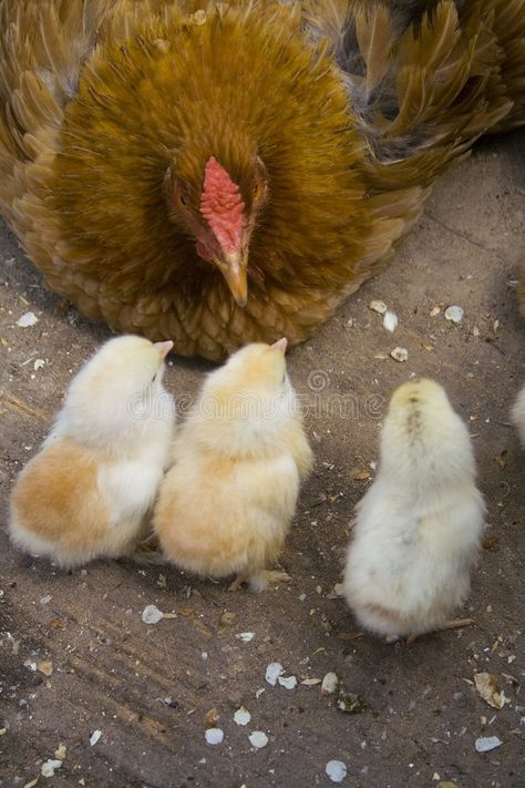 Mother hen and her chicks II. Mother hen and her chicks in springtime #Sponsored , #Ad, #advertisement, #hen, #II, #chicks, #Mother Mother Hen, About Mother, Graphics Logo, Baby Chicks, Easter Celebration, Hen, Royalty Free Stock Photos, Stock Images, Easter