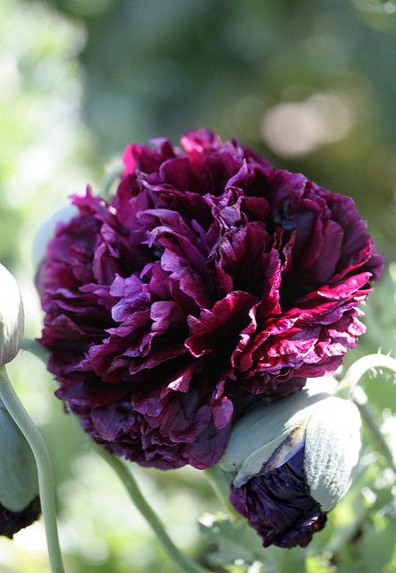 Papaver 'Black Peony' | Annie's Annuals & Perennials | Flickr Peony Poppy, Black Peony, Have Inspiration, Black Flowers, Purple Flower, Flower Beauty, Beautiful Blooms, Flower Seeds, Dream Garden