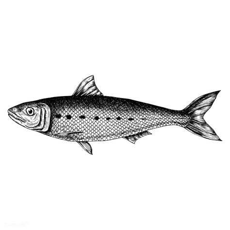 Hand drawn sardine fish | premium image by rawpixel.com Sardines Drawing, Fish Black And White, Diving Logo, Sardine Fish, Shadow Tattoo, Circle Canvas, Fish Vector, Surfboard Art, Fish Illustration