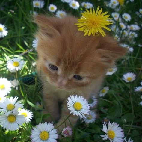 Cats Cute Pics, Cat In Flowers, Orange Kitty, Kitty Pictures, Cats Pictures, Söt Katt, Silly Cats Pictures, Cute Cats Photos, Baby Cat