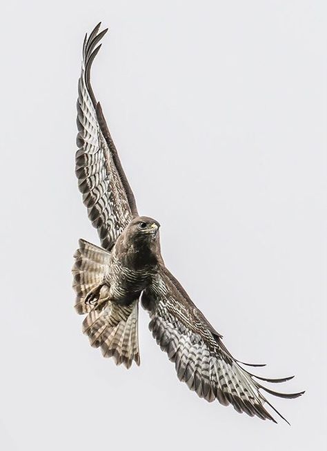 Falcon Flying Tattoo, Peregrine Falcon Tattoo Design, Hawk Flying Tattoo, Goshawk Tattoo, Flying Hawk Tattoo, Hawk Tattoo Men, Falken Tattoo, Peregrine Falcon Tattoo, Alma Peregrine