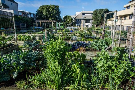 Modern Allotment, Easy Allotment Ideas, Allotment Layout Ideas, Beautiful Allotments, Allotments Ideas, Allotment Hacks, Uk Allotment, Small Garden Allotment, Community Allotment