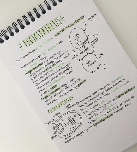 Photosynthesis Experiment, Cellular Respiration Activities, Photosynthesis Notes, Astronomy Notes, Photosynthesis Diagram, Biology Journal, Photosynthesis Projects, Photosynthesis Lab, Photosynthesis Activities