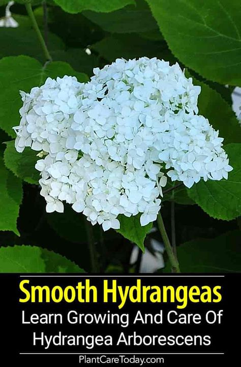 Hydrangea Arborescens: Growing and Care Of Smooth Hydrangeas Smooth Hydrangea Landscaping, Landscape Hydrangea, Hydrangea Types, Hydrangea Hedge, Propagating Hydrangeas, Hydrangea Arborescens Annabelle, Boxwood Landscaping, Easter House, England Garden