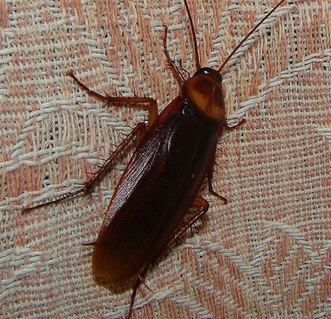 You might have a hard time sleeping knowing this common bug likes to go wandering into your ear if given the chance! Wear earplugs, if there's a roach infestation in your home.  http://kudos1.net/these-animals-might-be-living-inside-you-right-now-so-gross Palmetto Bugs, Household Bugs, Cockroach Repellent, German Cockroach, Cockroach Control, Household Pests, Bug Control, Garden Pests, Pest Control