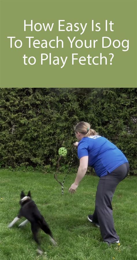 Teach Dog To Fetch, Group 8, Dog Training Books, Diy Dog Toys, Dog Exercise, Dog Brain, Training Schedule, Border Collie Dog, Dog Bed Large