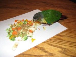 Green-Cheeked Conure Facts, Habitat, Diet, Adaptations, Pictures Parrot Facts, Baby Turquoise, Conure Bird, Valentines Food Dinner, Superbowl Desserts, Green Cheek Conure, Parrot Training, Birds Cute, Conure Parrots