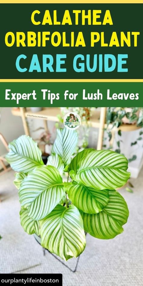 "Calathea Orbifolia care, indoor plant care, houseplant tips, plant care 
tips, tropical plant care, Calathea care tips, indoor gardening, plant care 
guide, Calathea Orbifolia care guide, plant care advice, indoor plant care 
tips, Calathea Orbifolia care advice, houseplant care, caring for Calathea 
Orbifolia, indoor plant care advice." Indoor Plants Pet Friendly, Pet Friendly House Plants, Calathea Orbifolia, Plant Care Guide, Plants Pet Friendly, Calathea Plant, Plant Goals, Living Room Plants, Indoor Plant Care