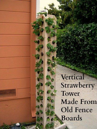 Como Plantar Pitaya, Diy Mat, Old Fence Boards, Strawberry Tower, Strawberry Planters, In Her Garden, Strawberry Garden, Vertical Garden Diy, Tower Garden