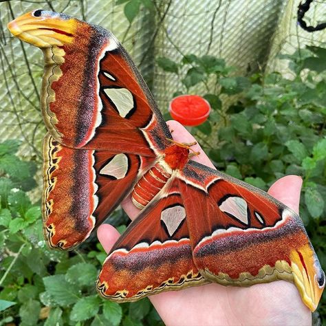 Tropical Butterflies UK on Instagram: “Giant atlas moth, Attacus atlas #butterfly #butterflies #butterflyhouse #butterflyfarm #greenhouse #tropical #lepidoptera #lepidopterist…” Atlas Moth Aesthetic, Greenhouse Tropical, Atlas Core, Cool Moths, Flower Bfb, Insect Reference, Attacus Atlas, Tropical Butterflies, Butterfly Unique