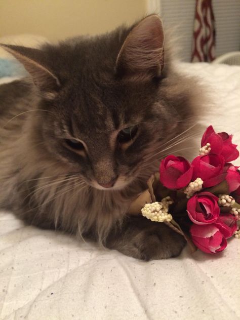 A picture of my sweet lil boy holding some flowers Animals Giving Flowers, Cat Holding Rose, Cat Holding Flowers Drawing, Cat Giving Flowers, Cat Holding Flowers, Flowers Pfp, Cats With Flowers, Wholesome Animals, Animals With Flowers