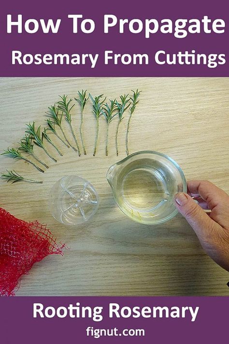 How To Root Rosemary Cuttings, Rooting Rosemary Cuttings, Pruning Rosemary Plants, Propagating Rosemary From Cuttings, How To Grow Rosemary From Cuttings, Grow Rosemary From Clippings, How To Plant Rosemary, How To Prune Rosemary, Plant Cuttings Propagation