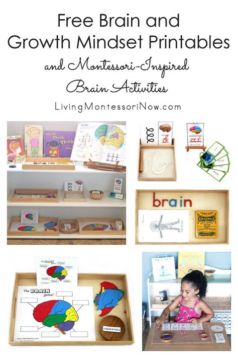 List of free brain printables along with ideas for using brain printables to create Montessori-inspired themed activities for preschoolers through grade 1! Human Brain Activities For Preschool, Homeschool Aesthetic, Montessori Mom, Prek Centers, Human Body Unit Study, Growth Mindset Vs Fixed Mindset, Montessori Work, Growth Mindset Resources, Montessori Trays