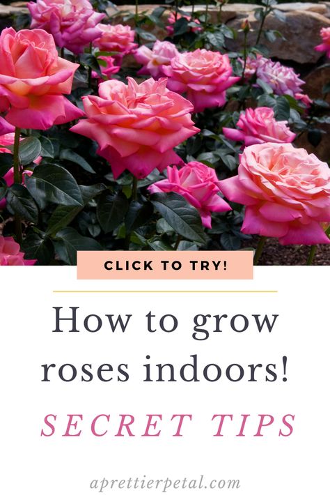 Indoor Rose Garden, Growing Roses Indoors, Indoor Rose Plant, Indoor Roses, How To Grow Roses, Rare Roses, Rose Care, Indoor Plant Care, Best Indoor Plants