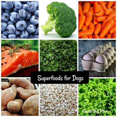 Best Vegetables For Dogs, Immune Boosting Foods For Dogs, Best Veggies For Dogs, Superfood For Dogs, Calcium For Dogs, Super Foods For Dogs, Food To Add To Dog Kibble, Best Foods For Dogs, What Can I Add To My Dogs Dry Food