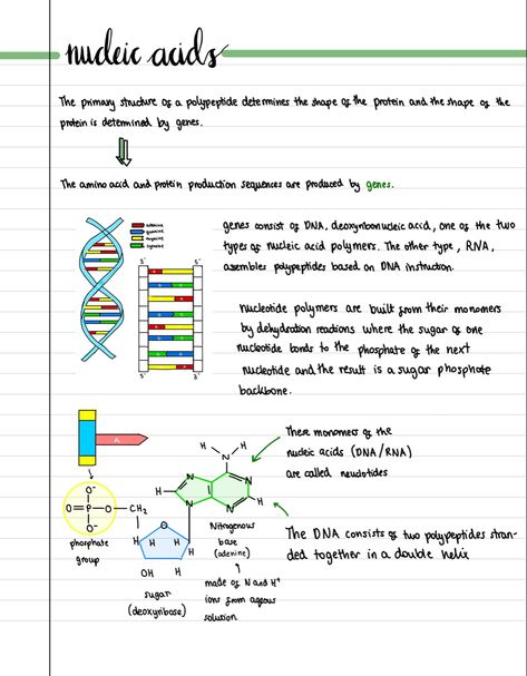 Biochemistry Aesthetic Notes, How To Write Biology Notes, Dna Notes Biology, Macromolecules Biology Notes, Biology Goodnotes, Chromosomes Notes, Biomolecules Notes Biology, Biotechnology Aesthetic, Aesthetic Biology Notes